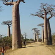 The Road In Baobab Alley In Madagascar Kn49 Poster