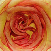 The Rose In Pink Yellow Orange Poster