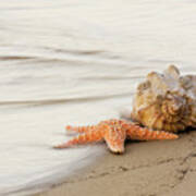 The Starfish And The Shell At Atlantic Beach North Carolina Poster