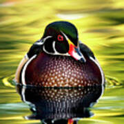 The Stunning Wood Duck. Poster