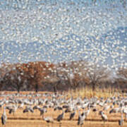 The Symphony Of Migration - Snow Geese And Sandhill Cranes Poster