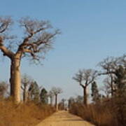 The Trees In Baobab Alley In Madagascar Kn50 Poster