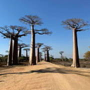 The Trees On The Road In Baobab Alley In Madagascar Kn51 Poster