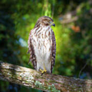 The Watchful Hawk Poster