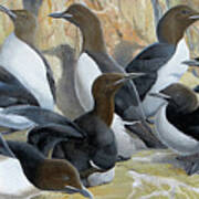 Thick-billed Murres Poster