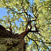 Things Are Looking Up - Mighty Oak In Lake Kegonsa Sp - Wi Poster