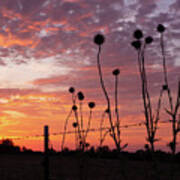 Thistle Silhouette Poster