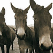 Three Amigos, Sepia Poster