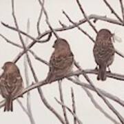 Three Birds Along Dugualish Bay Road Poster