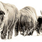 Three Bison Sepia Poster