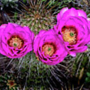 Three Cactus Blossoms Poster