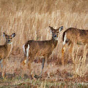 Three Deer In The Field Poster