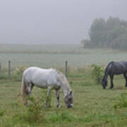 Three Horses In A Pasture A Foggy Morning Poster