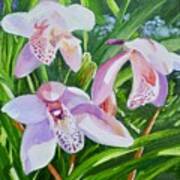 Three Pink Cymbidium Orchids Poster