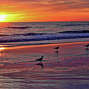 Three Seagulls On A Sunset Beach Poster
