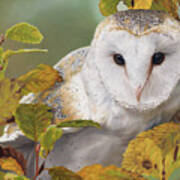 Through The Leaves - Barn Owl Poster
