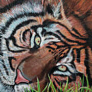 Tiger Eyes Poster