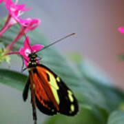 Tiger Longwing Butterfly And Pink Flowers 7 Poster