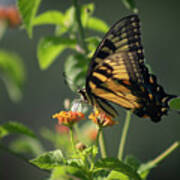 Tiger Swallowtail Butterfly Iii Poster
