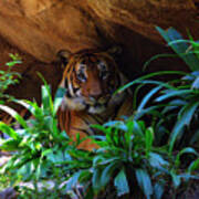 Tiger Under Rocky Outcrop Poster