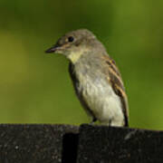 Tiny Bird Portrait Poster