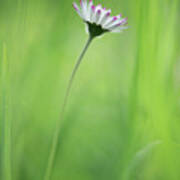 Tiny Daisy In Grass Poster