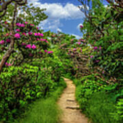 Trail At Craggy Gardens Poster