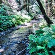 Tranquil Stream In Muir Woods Poster