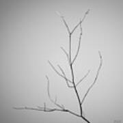Tree Branches Iv Bw Poster