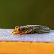 Tree Frog Relaxing As The Sun Rises For Day To Begin Poster
