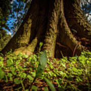 Tree In Sunlight Poster