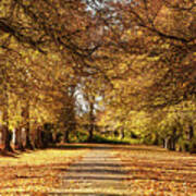 Tree Lined Avenue At Maynooth University - Ireland Poster