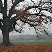 Tree On A Hill Poster