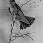 Tree Swallow Poster