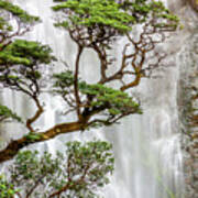 Trees And Waterfall Poster