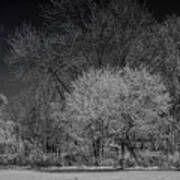 Trees In Spring Black And White Infrared Poster