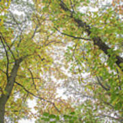 Trent Park Trees Fall 8 Poster