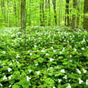 Trillium Field Poster