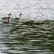 Trio. Great Crested Grebe, Young Poster