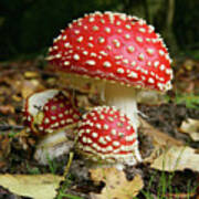 Trio Of Fly Agaric Fungi Poster