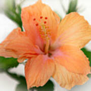 Tropical Bloom - Hibiscus Poster