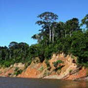 Tropical Rainforest Madidi National Park Bolivia Poster