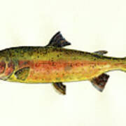Trout fish Poster
