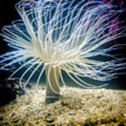 Tube Anemone Poster