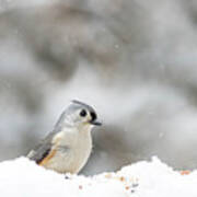 Tufted Titmouse 2 Poster