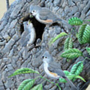 Tufted Titmouse Family Poster