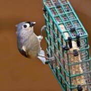 Tufted Titmouse Feeding Poster