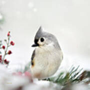 Tufted Titmouse Square Poster