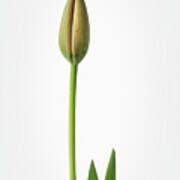 Tulip 3 Poster