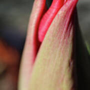 Tulip Awakening Kiss Poster